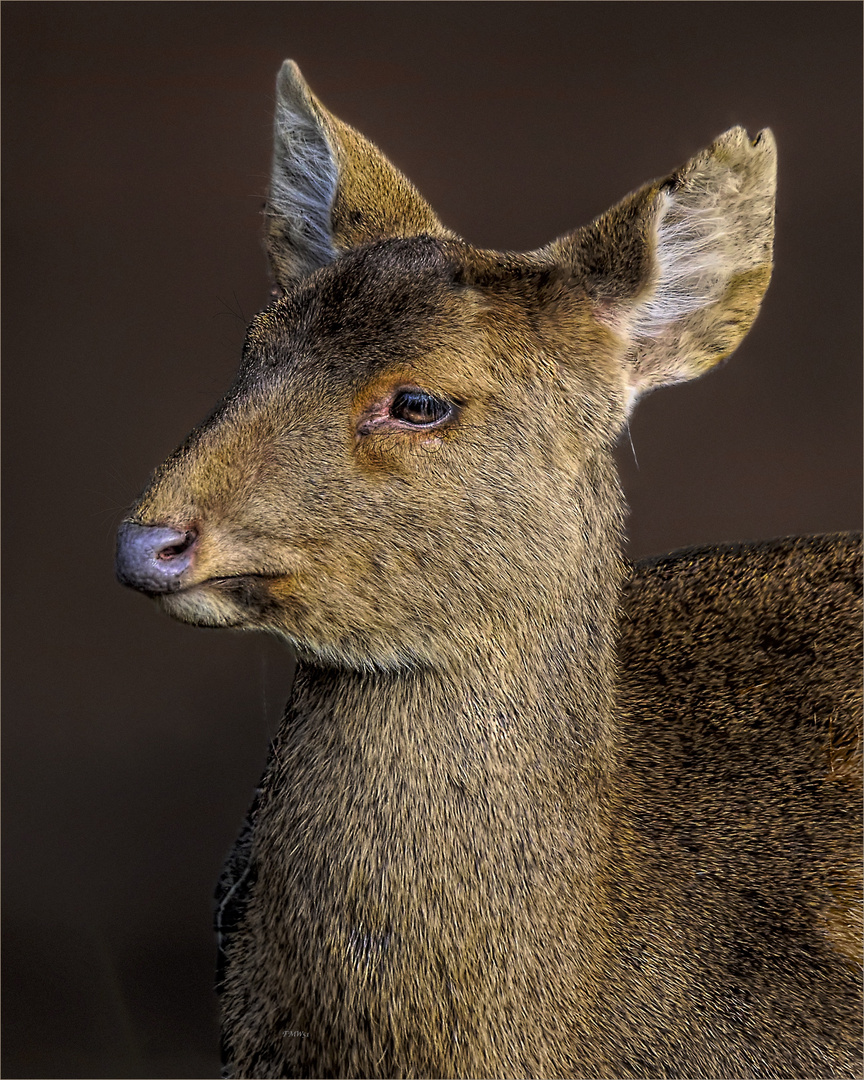 An Indian hog deer lady