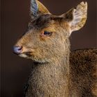 An Indian hog deer lady