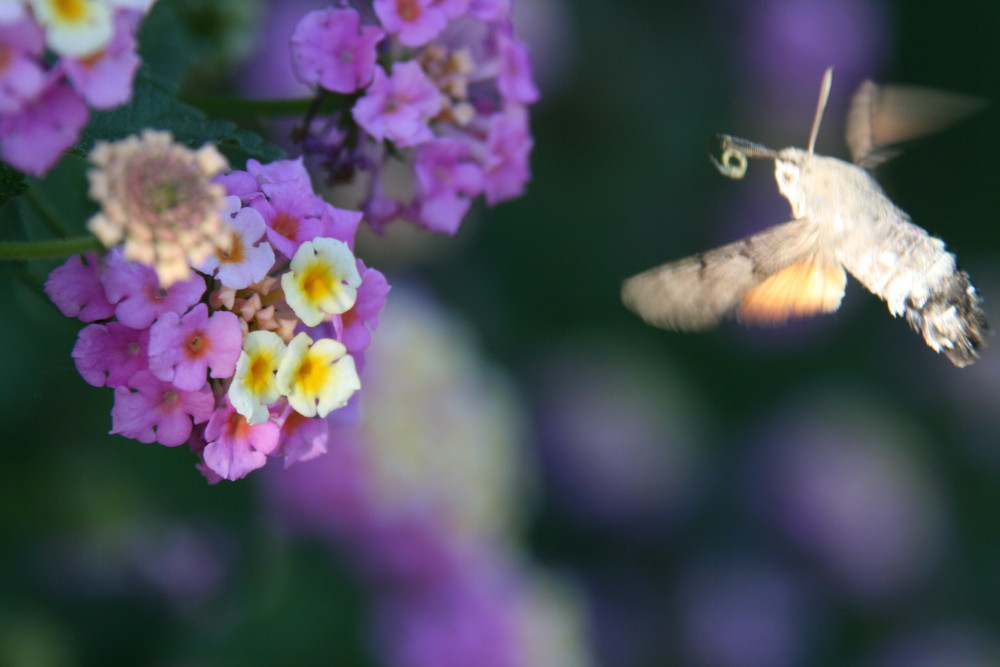 an insect flying like a hummingbird