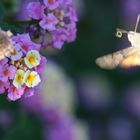 an insect flying like a hummingbird