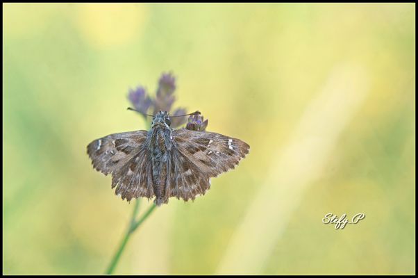 An interesting background