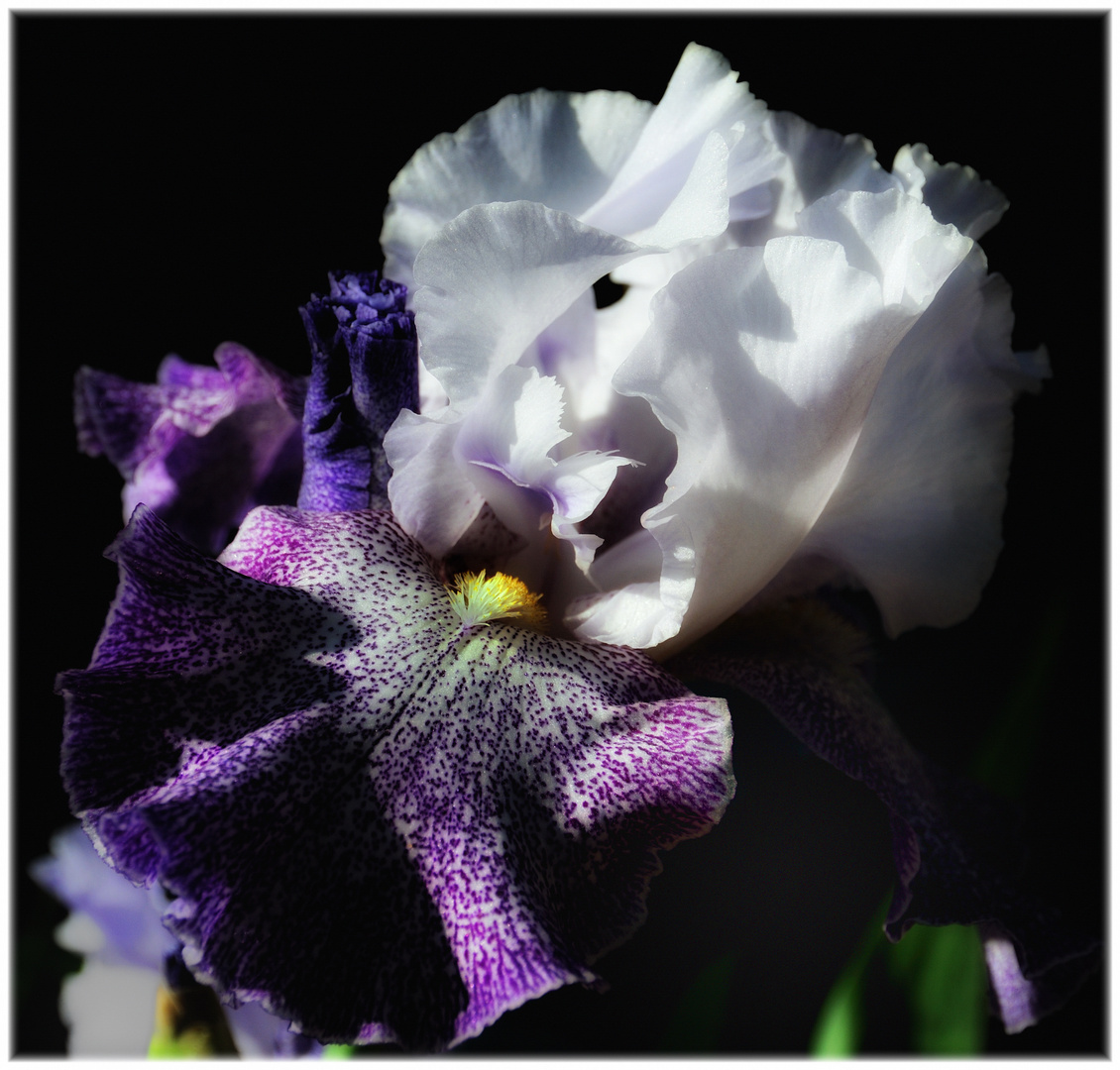 an iris from inman ...