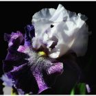 an iris from inman ...