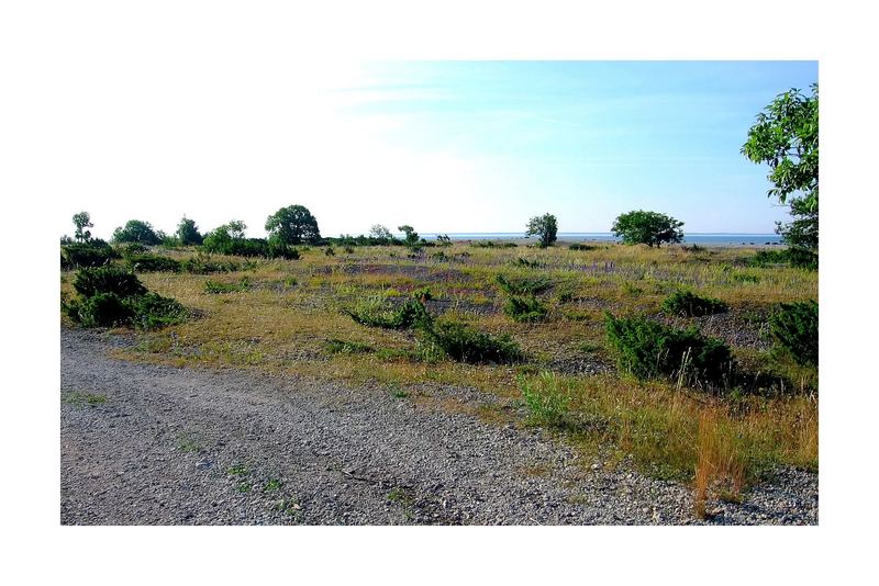 An island full of junipers