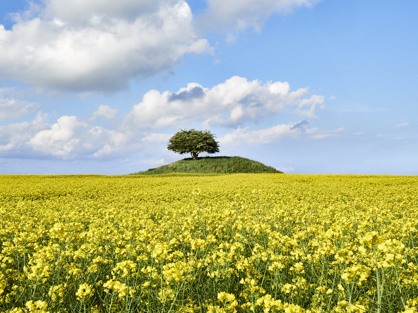 An island in a sea of bright yellow rapeseeds