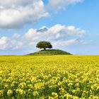 An island in a sea of bright yellow rapeseeds