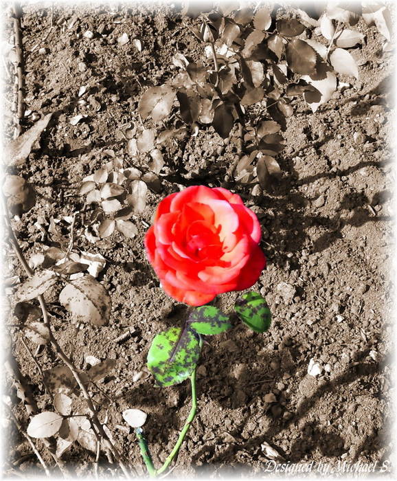 "An meine Rose"