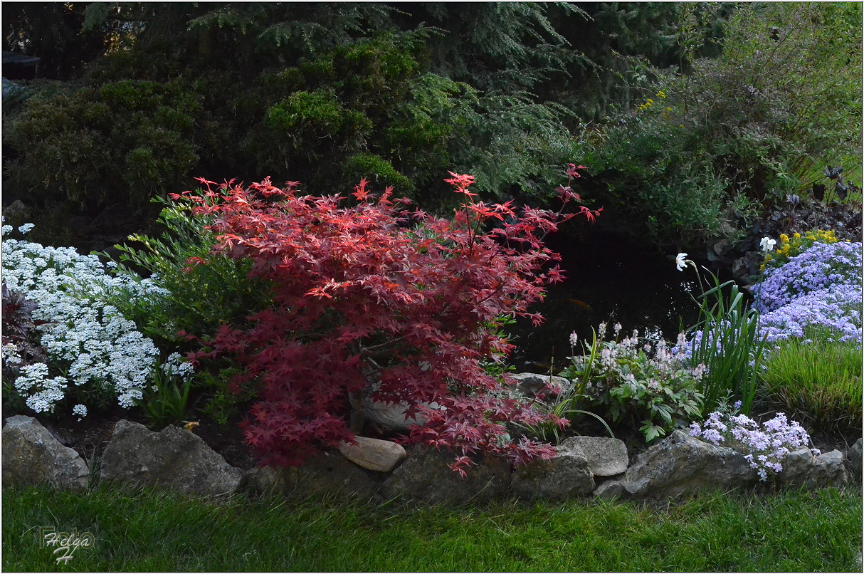 An meinem Gartenteich