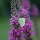 An meinem Gartenteiche