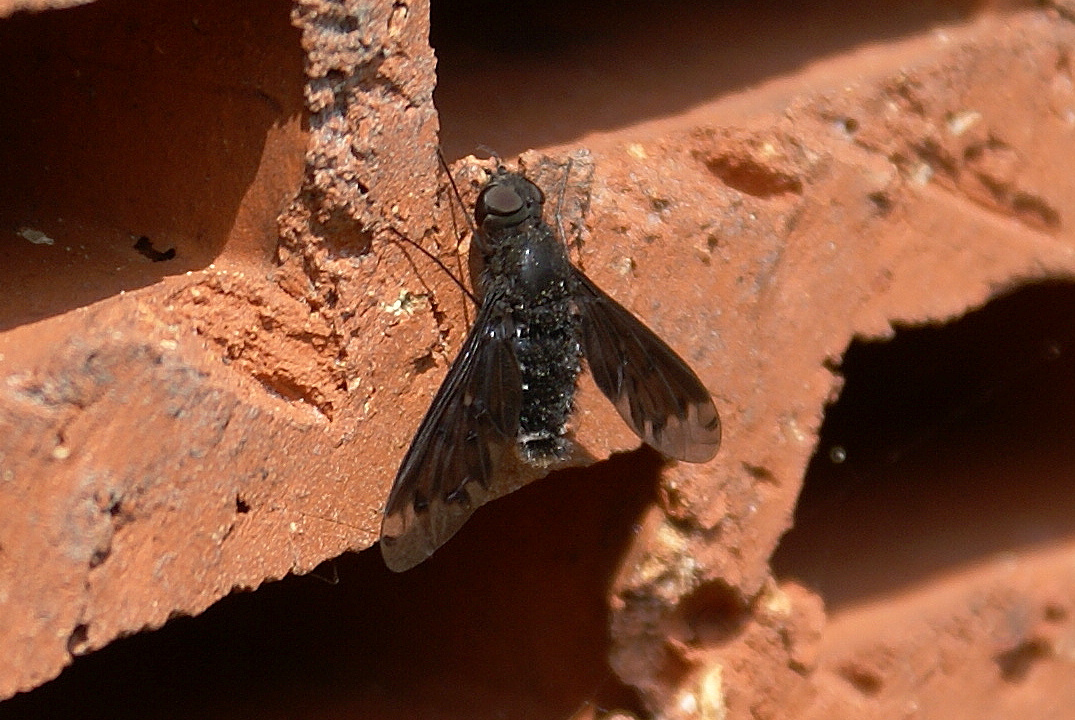 An meinem Insektenhotel