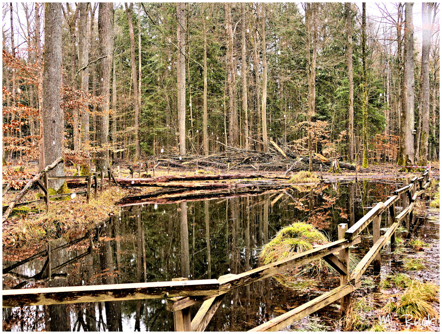 An meinem Lieblingstümpel im Wald ,