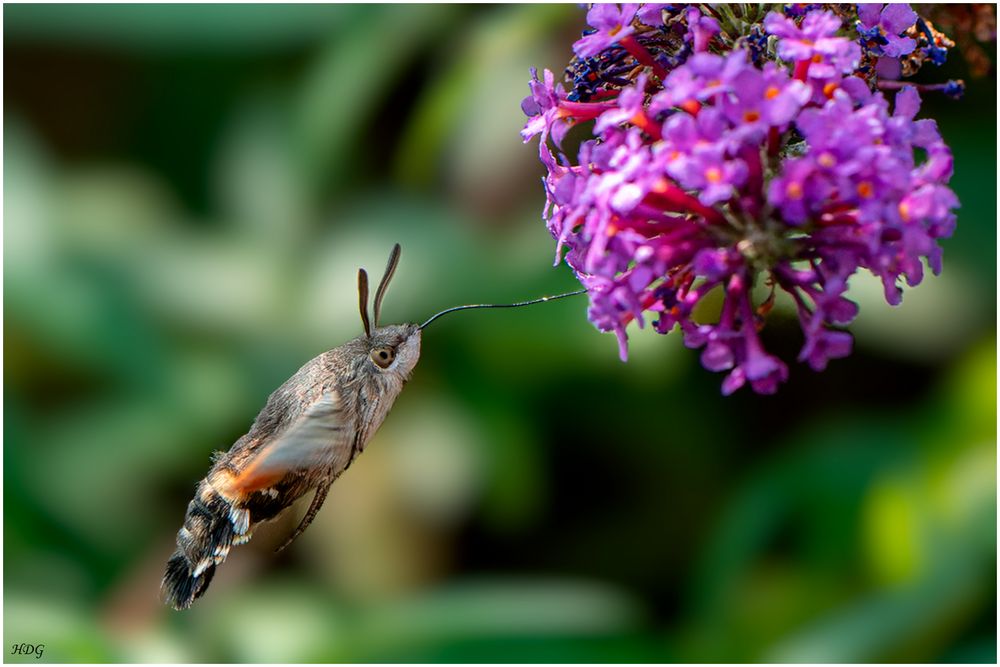 An meinem Sommerflieder ...