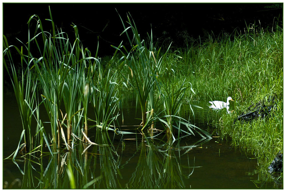 An meinem Waldsee