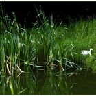 An meinem Waldsee