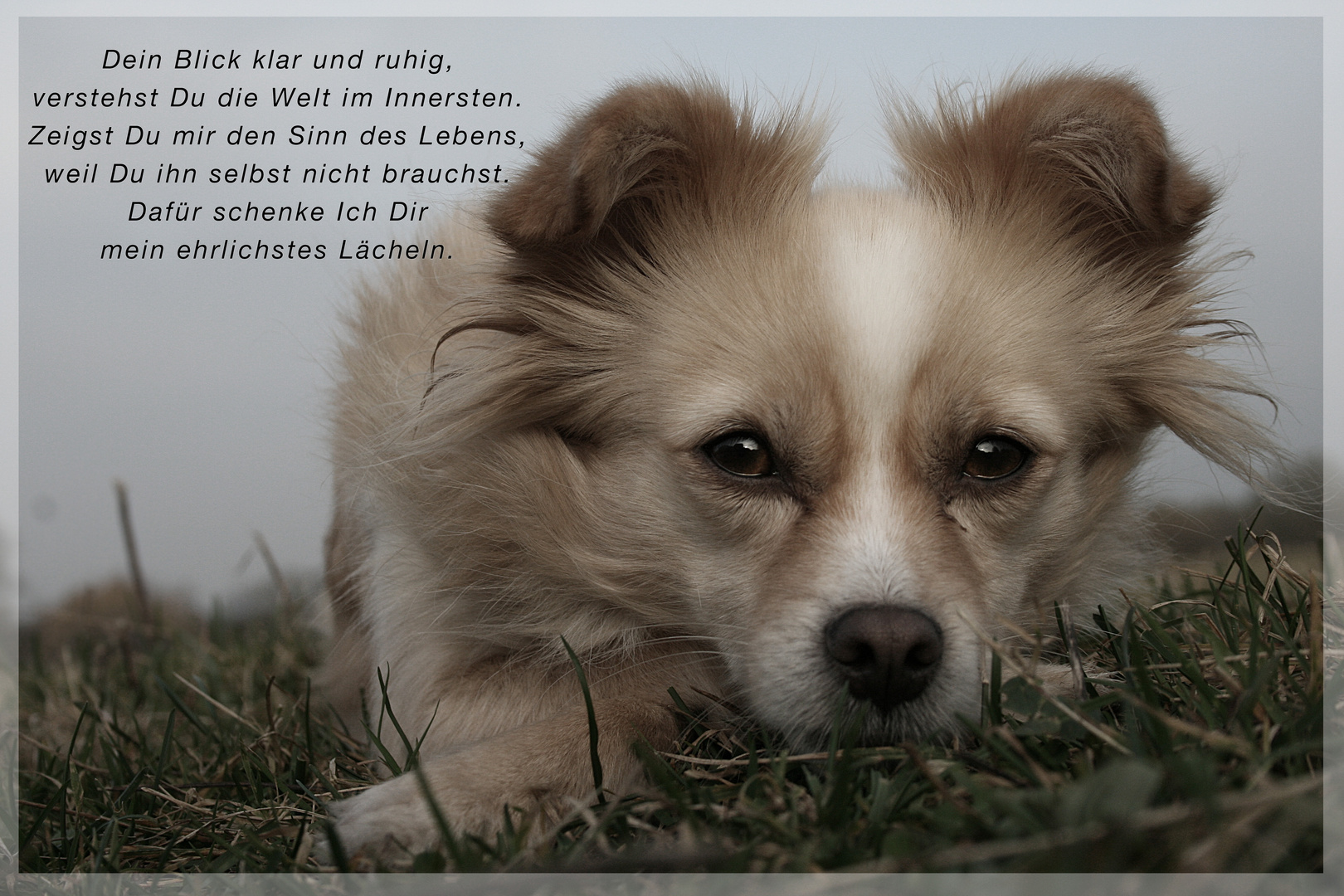 Wo Melde Ich Meinen Hund An An meinen Hund Foto & Bild | tiere, haustiere, hunde Bilder auf