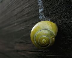 An meiner Balkonbrüstung