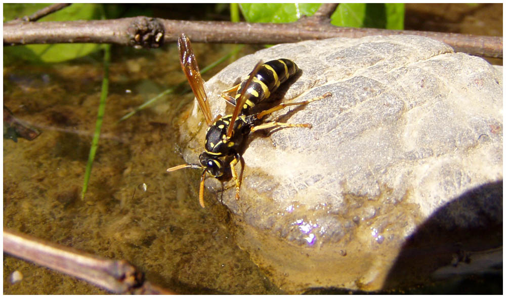 An meiner Wasserstelle für die Vögel des Garten treffe ich zur Zeit immer wieder eine Menge Wespen