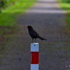 An mir kommt keiner vorbei