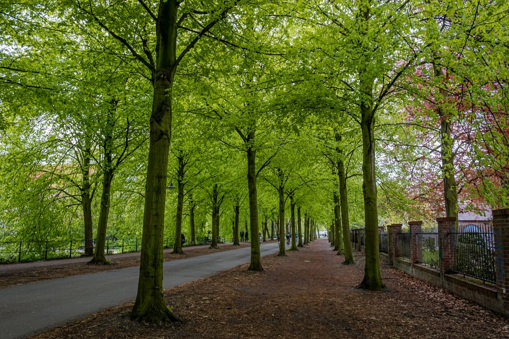 An Münsters Promenade