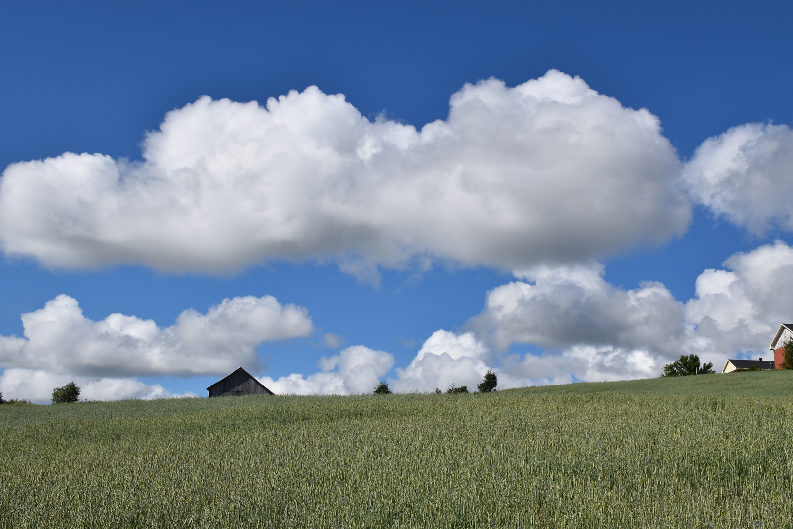 An oat field in summer