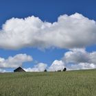 An oat field in summer