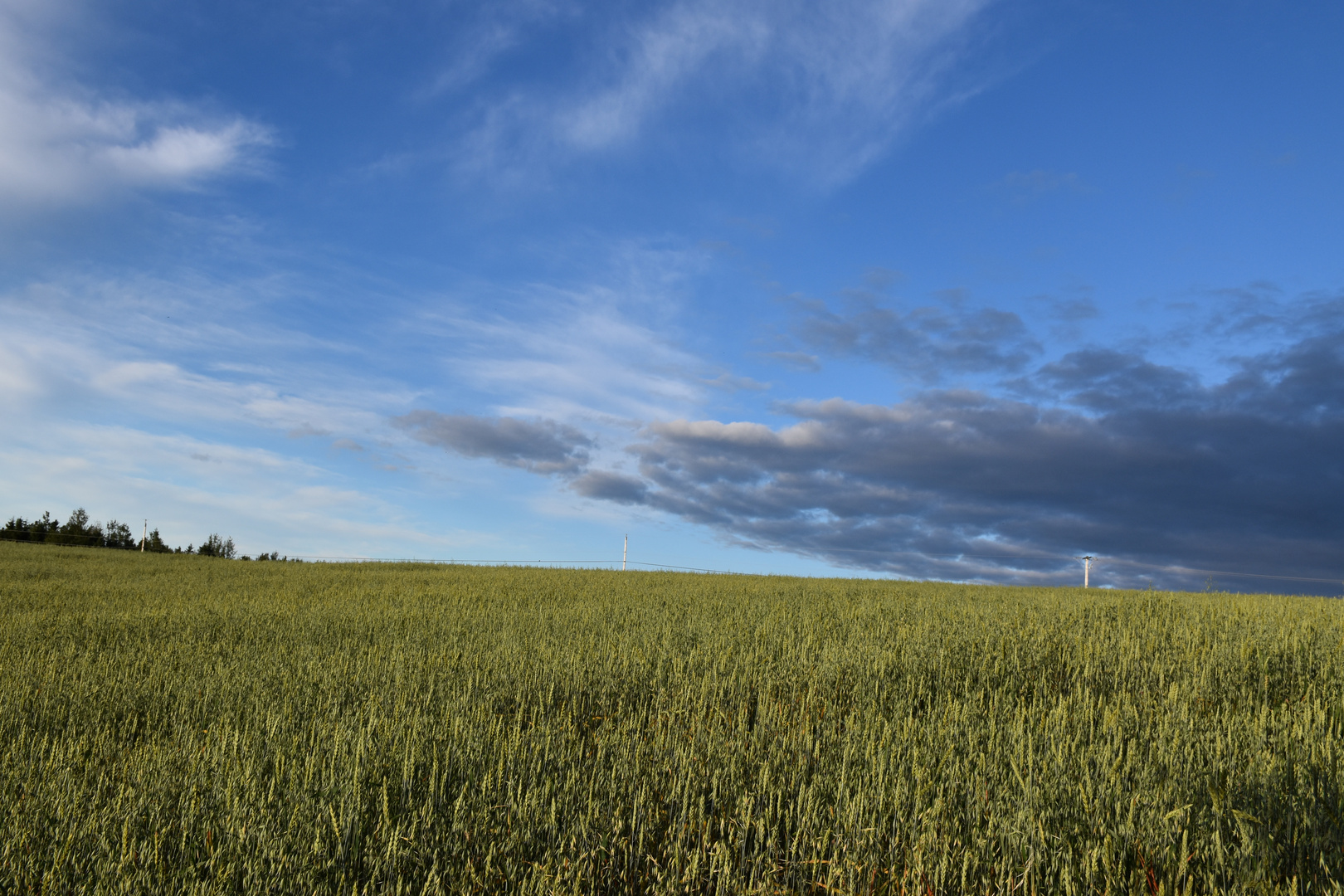 An oat field in summer