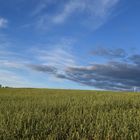 An oat field in summer