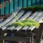 an old bank with moss in sunshine