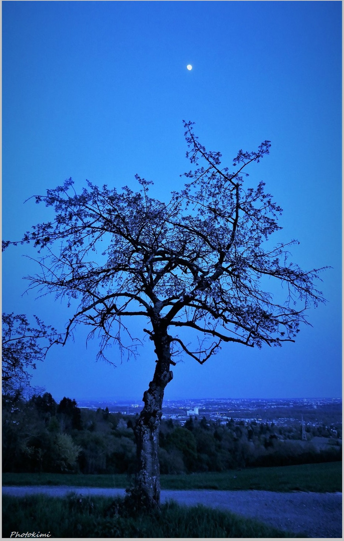 An old cherry tree on the hill top