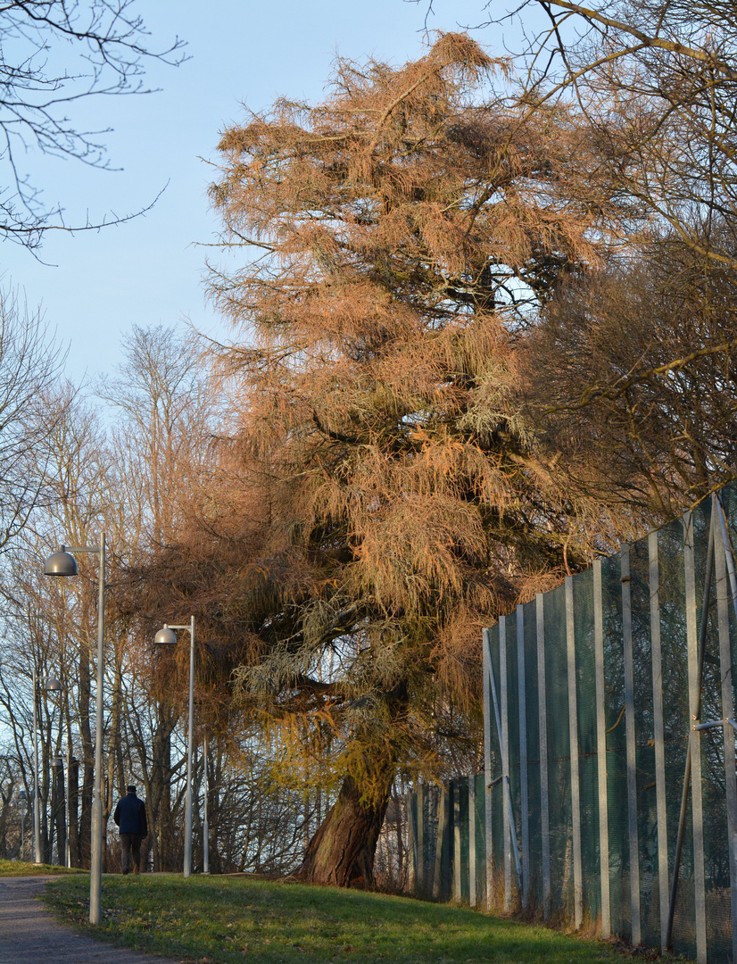 An old larch