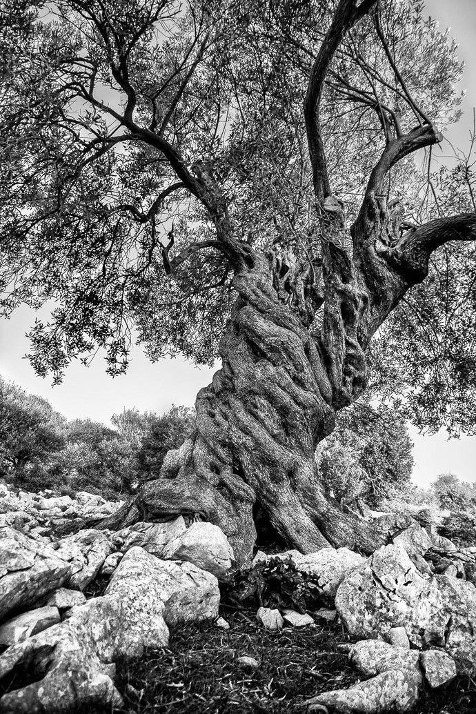 An old olive tree - Silent witness of the past centuries (inspired by Albrecht Dürer)