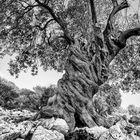 An old olive tree - Silent witness of the past centuries (inspired by Albrecht Dürer)