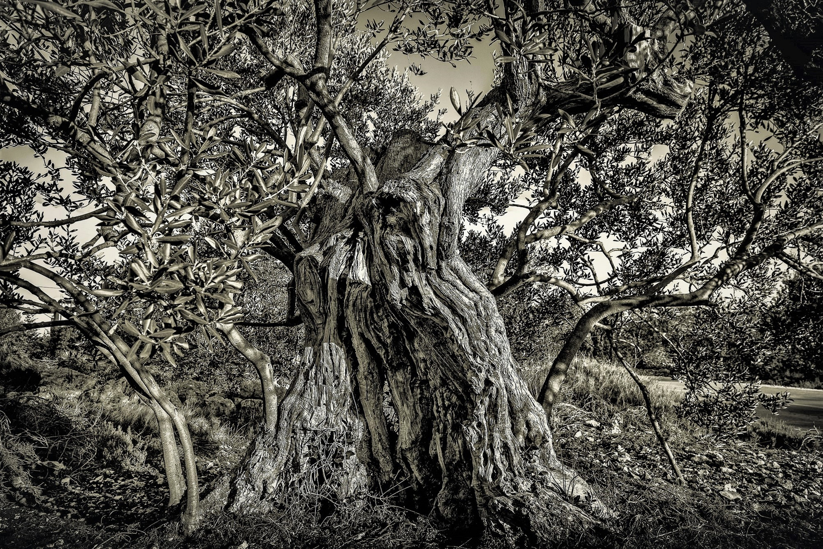 An old olive tree - Silent witness of the past centuries (inspired by Albrecht Durer)