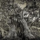 An old olive tree - Silent witness of the past centuries (inspired by Albrecht Durer)