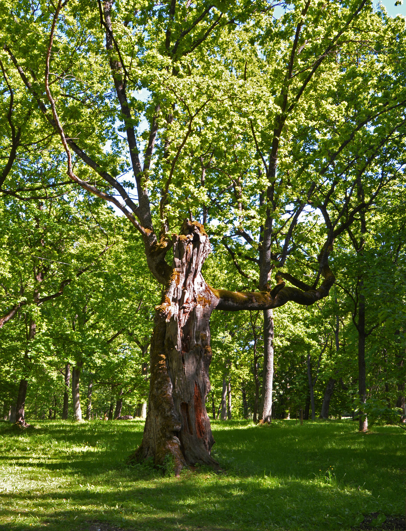 An old tree on Kadriorg park, Tallin