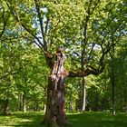 An old tree on Kadriorg park, Tallin