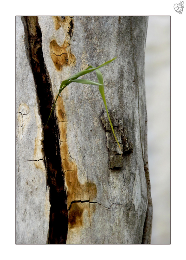 An old trunk