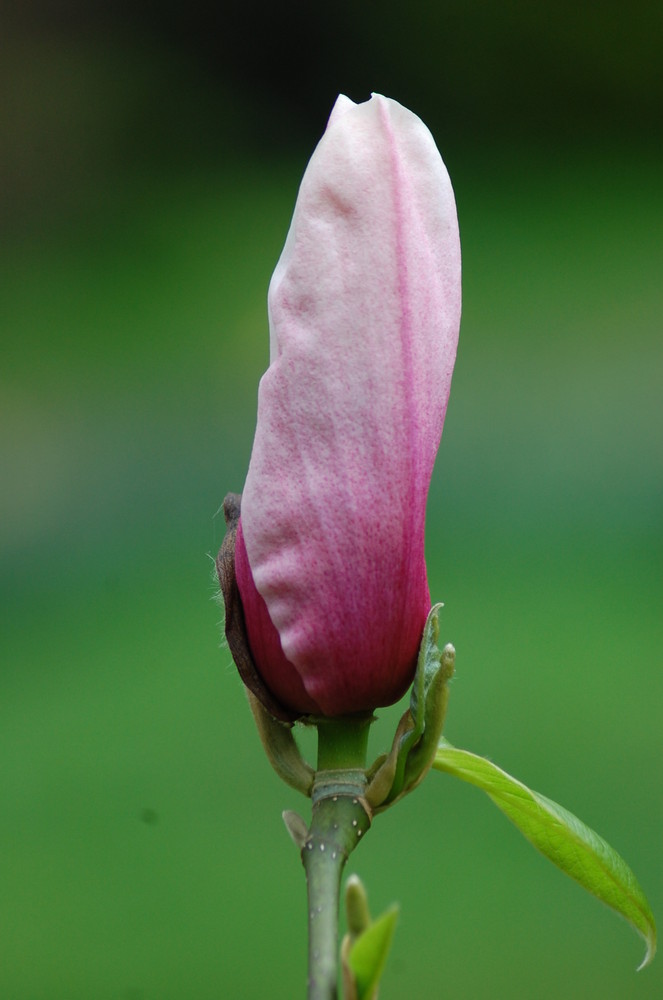 An opening flower in Chatsworth - National Peak District UK