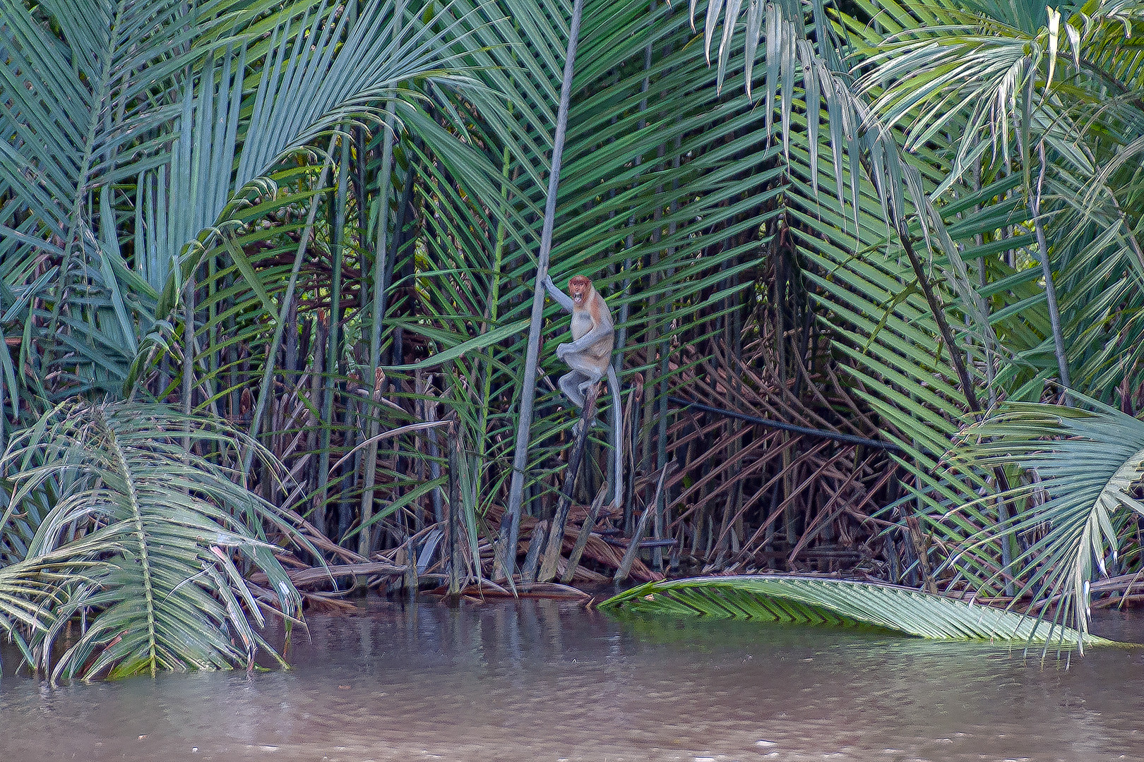 An orang belanda girl in far distance