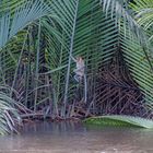 An orang belanda girl in far distance