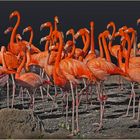 An orange Cuban dance orgy with long legs