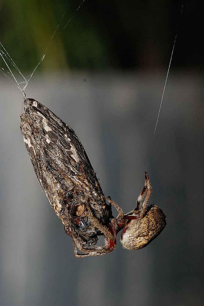 An Orb Weaver feeding on a large Moth