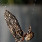 An Orb Weaver feeding on a large Moth