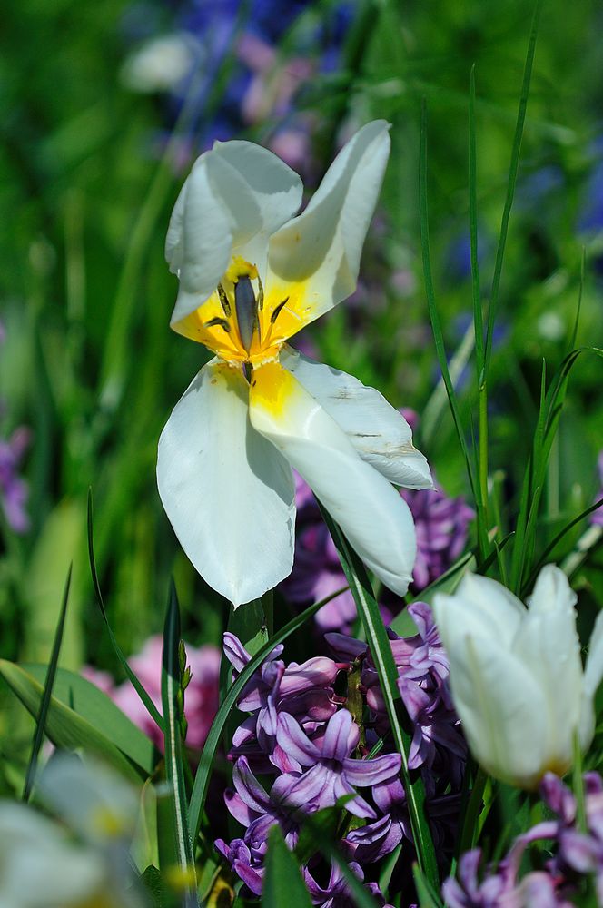 An Ostern auf der Insel Mainau