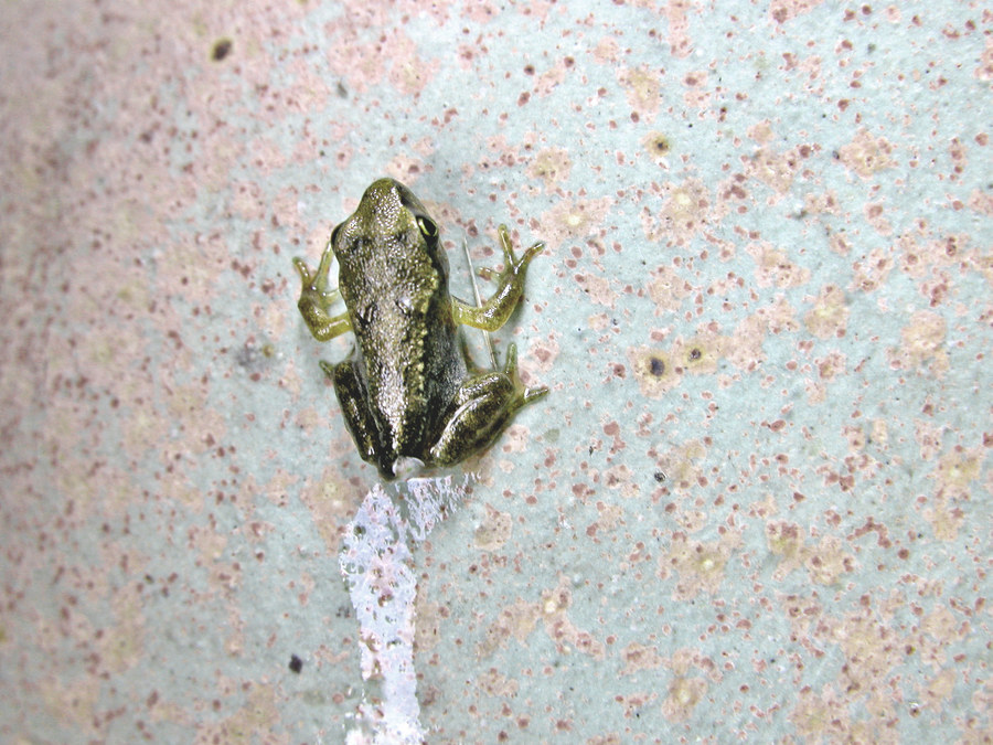 an other small young frog