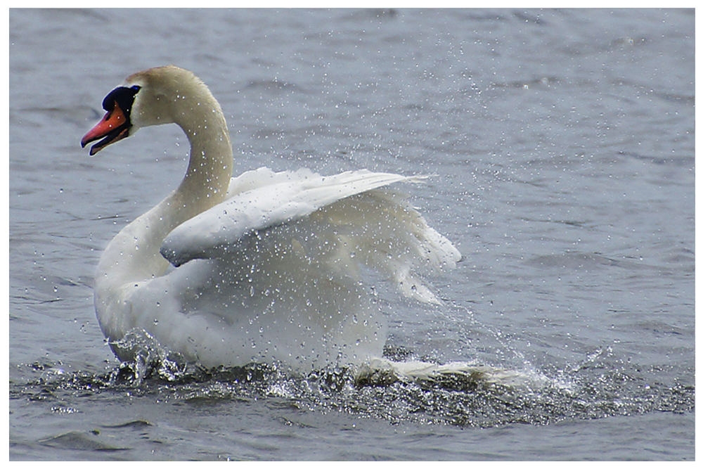 ....an Pfingsten wird gebadet.... 1