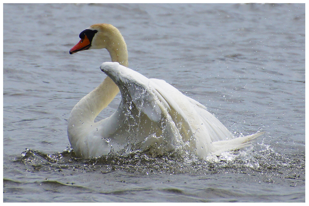 ....an Pfingsten wird gebadet.... 2