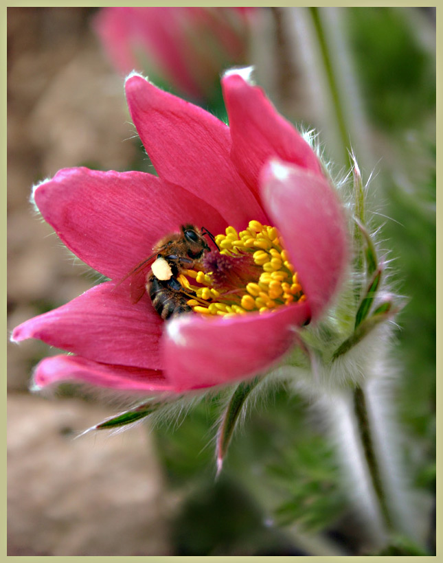 an Pulsatilla