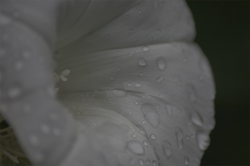 An so einem Sommer Sonntag weinen sogar die Blumen.