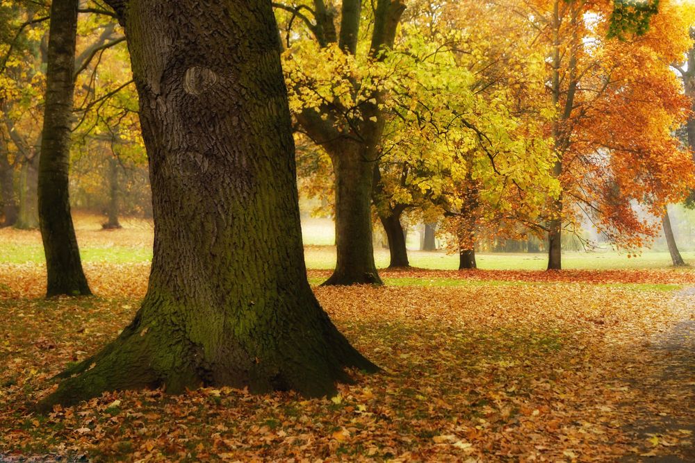 An trüben Herbsttagen....